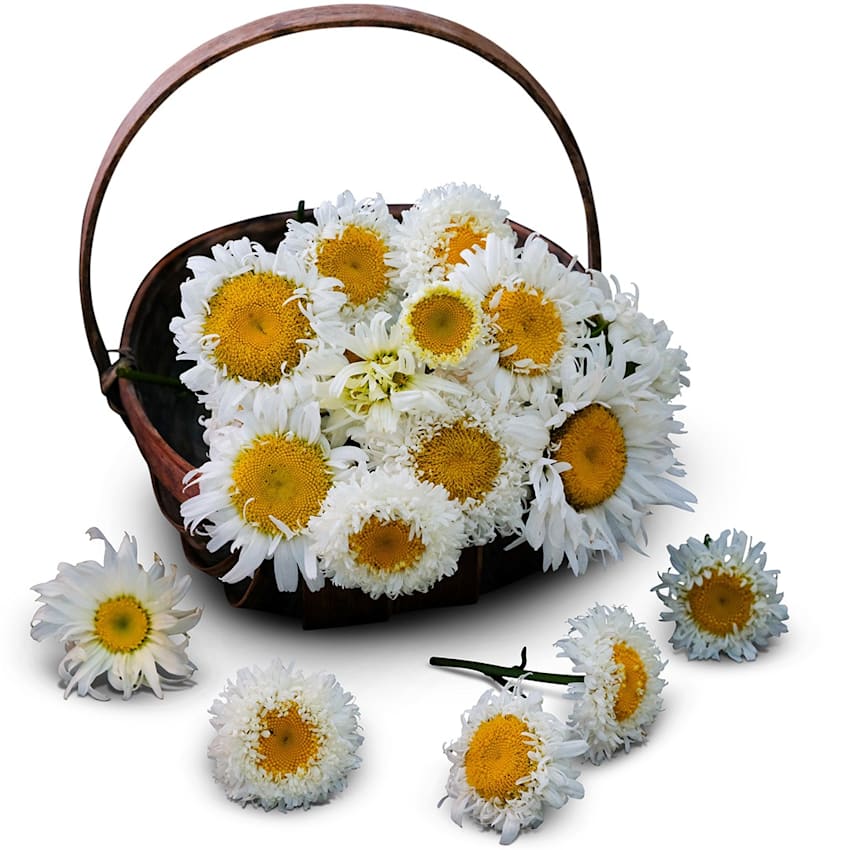 Crazy Daisy Seeds | Baker Creek Heirloom Seeds