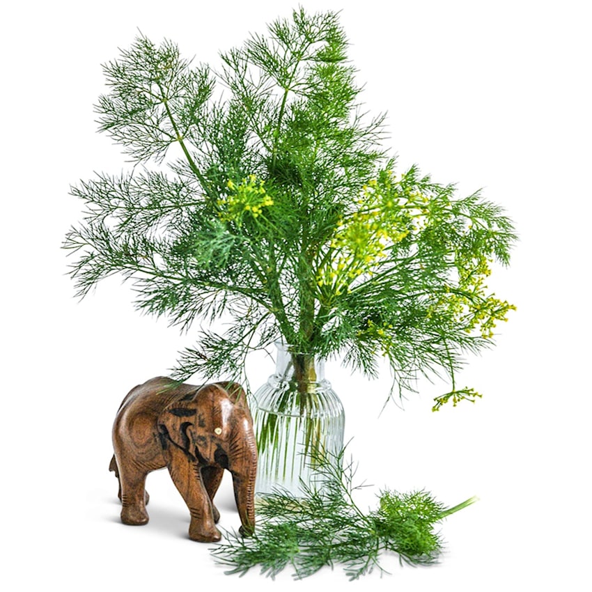 Elephant Dill Seeds | Baker Creek Heirloom Seeds