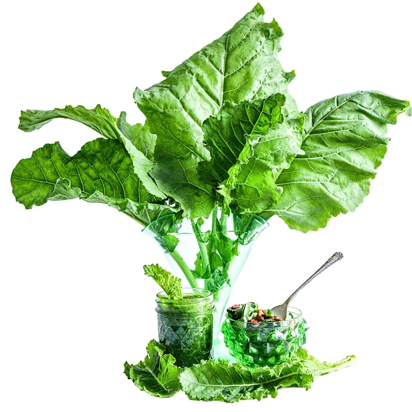 巨大ケールの種(固定種 Thousand Head Kale) Thousandhead Kale Seeds | Baker Creek Heirloom Seeds