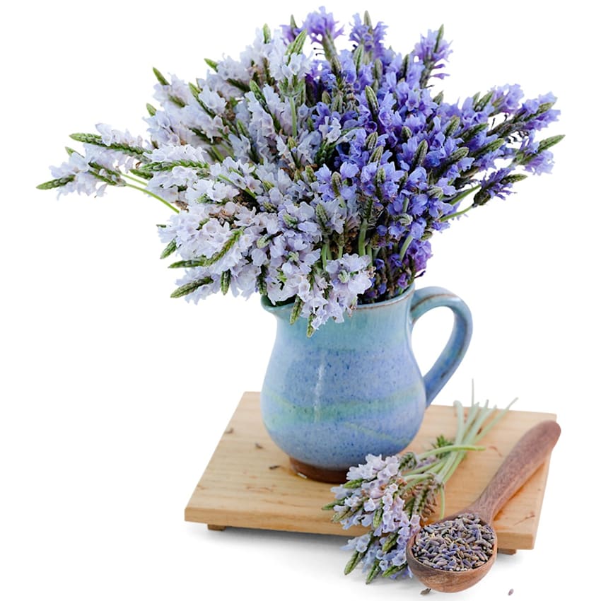 Torch Minty Ice Lavender Seed | Baker Creek Heirloom Seeds