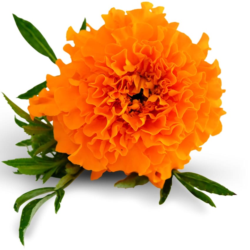 Kee's Orange Marigold Seeds | Baker Creek Heirloom Seeds