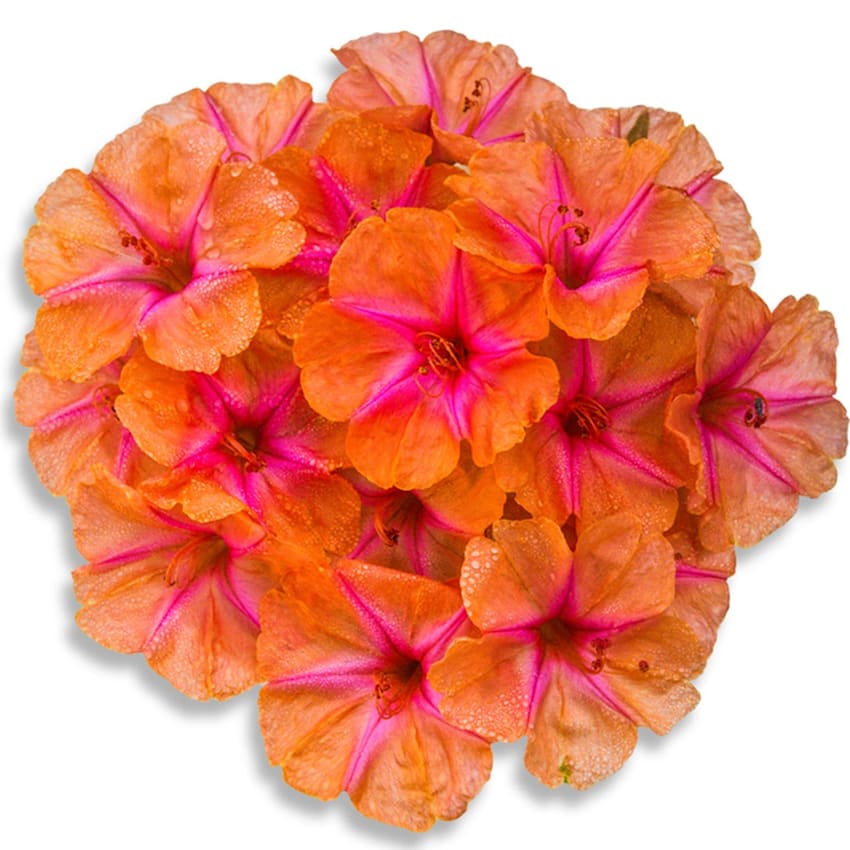 Salmon Sunset Four O'Clocks | Baker Creek Heirloom Seeds