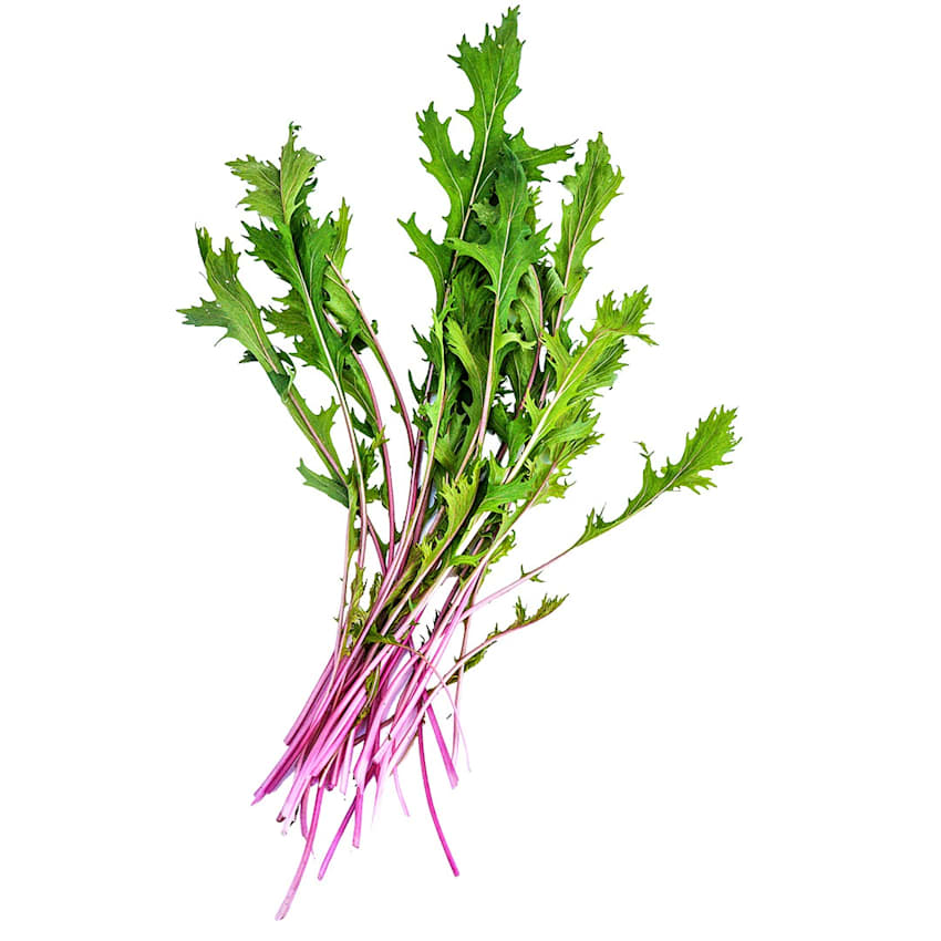 Pinkypooh ページ Pinky Pop Mizuna Seeds | Baker Creek Heirloom Seeds