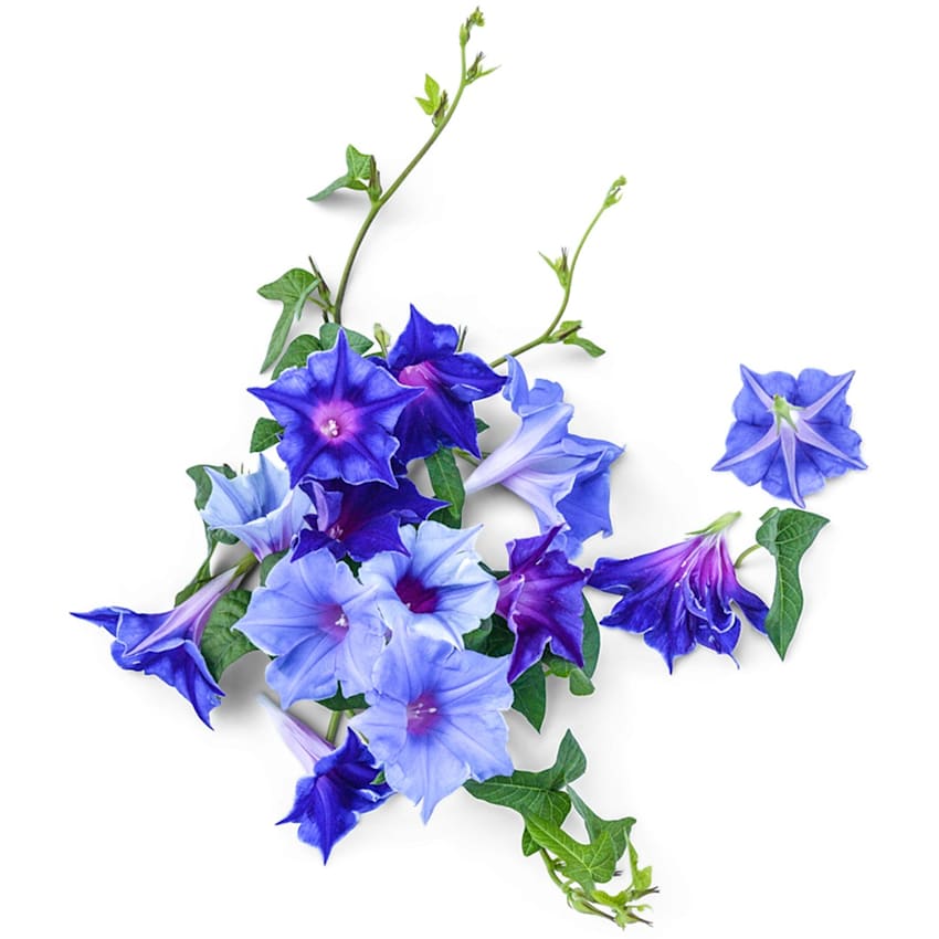 Kikyozaki Mixed Morning Glory Seeds | RareSeeds.com