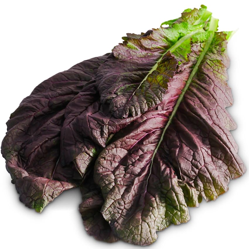Japanese Giant Red Mustard Greens Seeds | RareSeeds.com