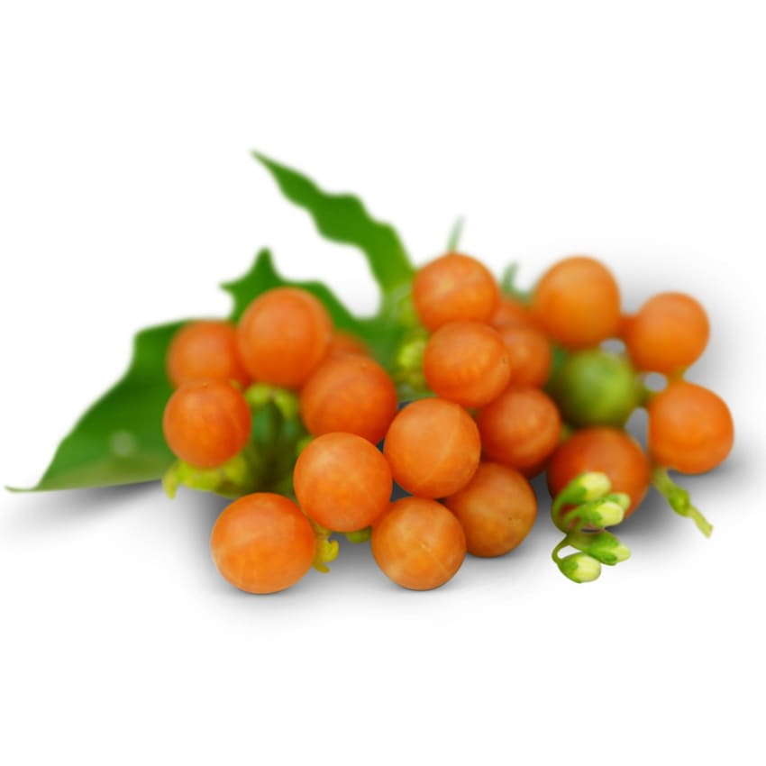 Otricoli Orange Berry Seeds | Baker Creek Seeds