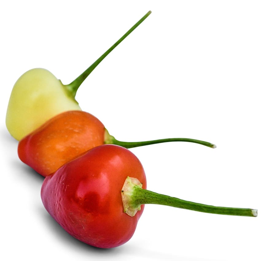 Trepadeira Werner Hot Pepper Seeds | Heirloom Non-GMO | Baker Creek