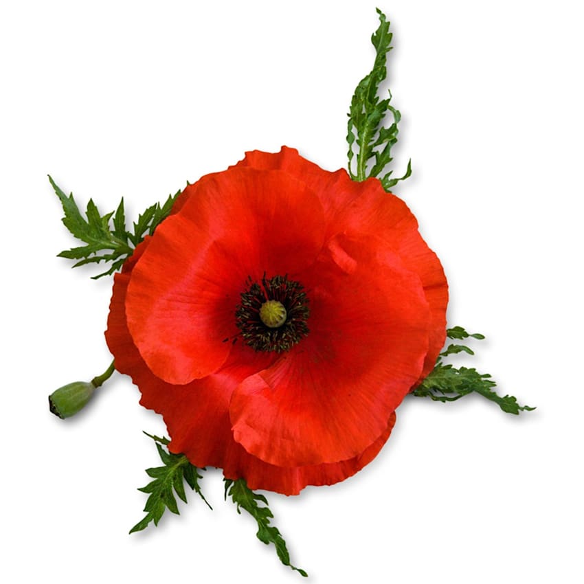 Poppy White Background