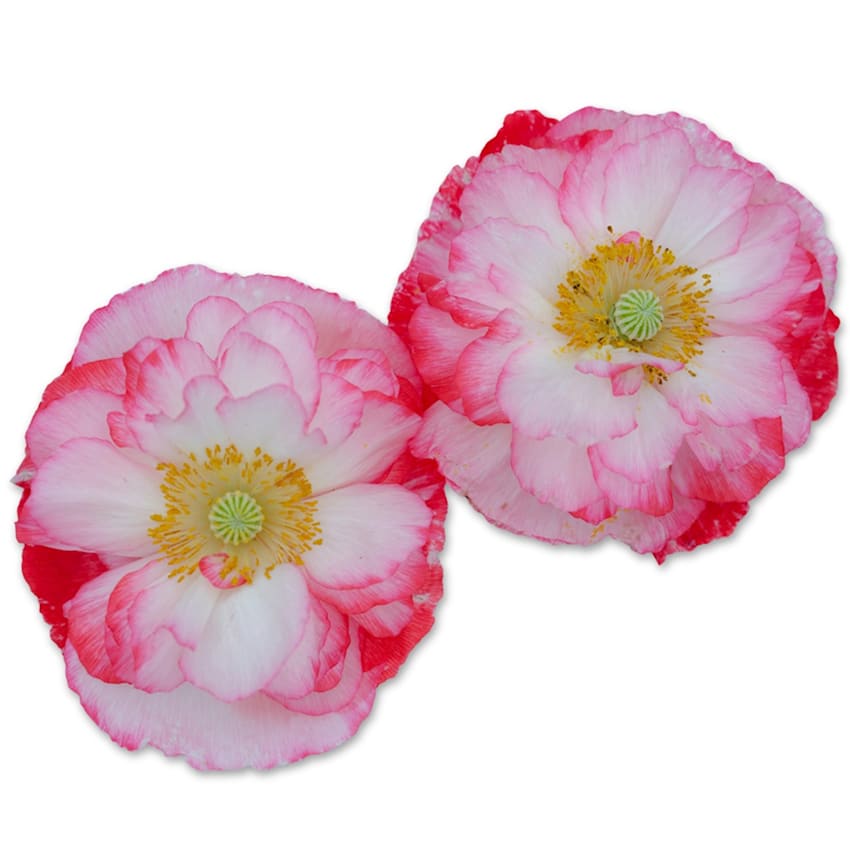 Supreme Poppy Seeds | Baker Creek Heirloom Seeds