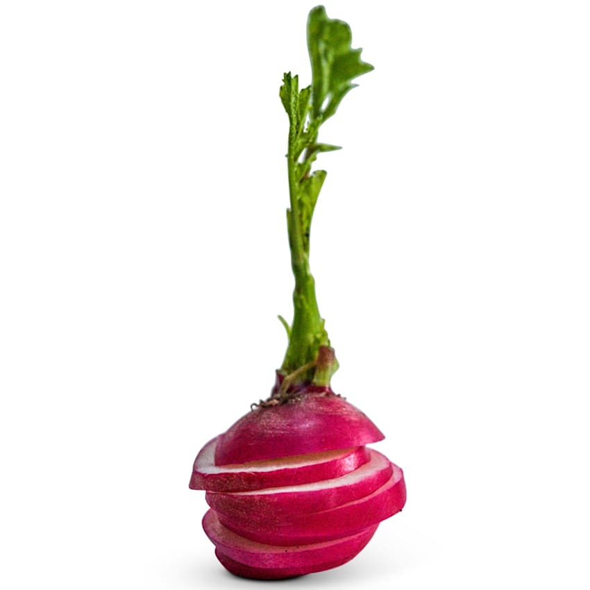Giant of Sicily Radish Seeds | RareSeeds.com