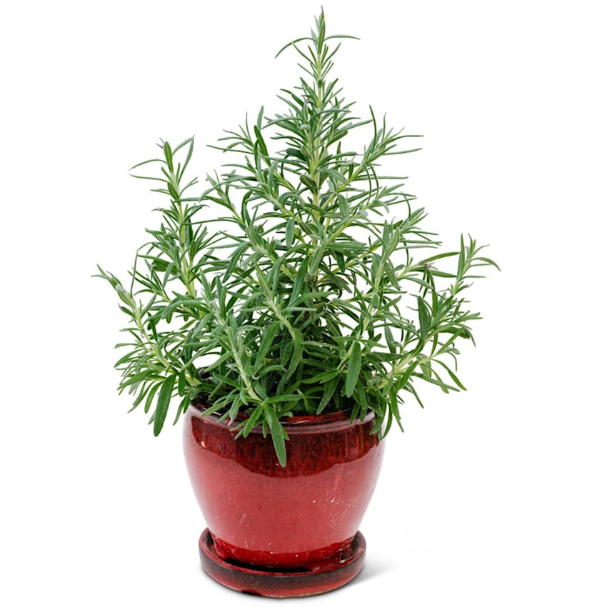 Rosemary彩ページ Rosemary