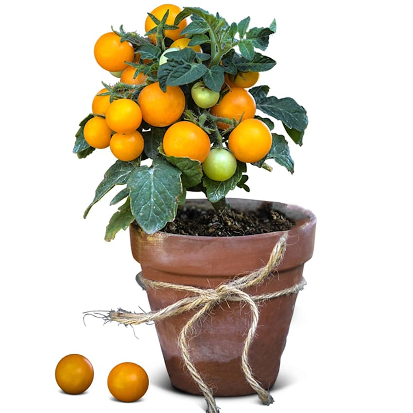 Orange Hat Tomato Seeds | Baker Creek Heirloom Seeds