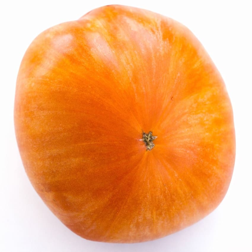 tomato_orange_jazz_1.jpg?_i=AB