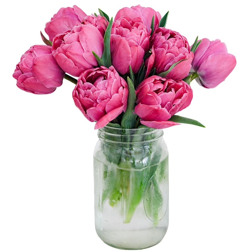 tulip_rosy_diamond.jpg?_i=AB