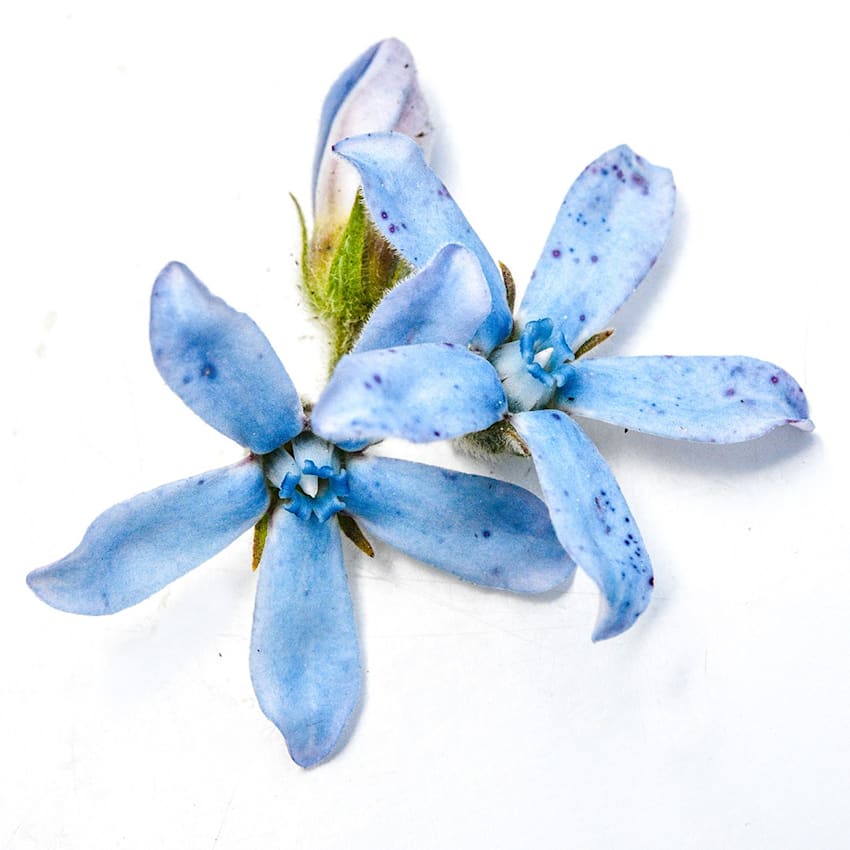 Heavenly Blue Tweedia Seeds | Baker Creek Heirloom Seeds