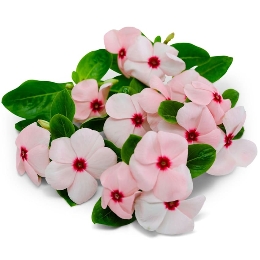 Apricot Heatwave Series Vinca Seeds | RareSeeds.com