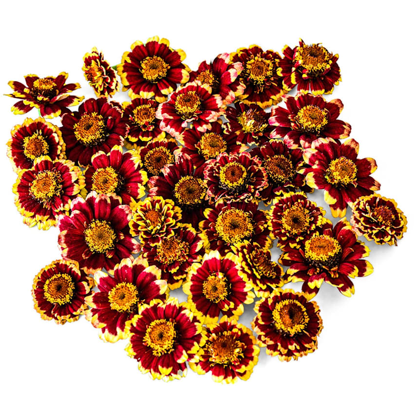 Aztec Burgundy Bicolor Zinnia Seeds | Rareseeds.com
