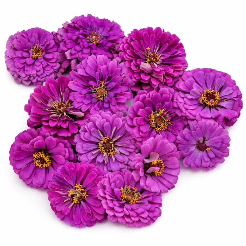 Dream Deep Rosy Lavender Zinnia Seeds | RareSeeds.com