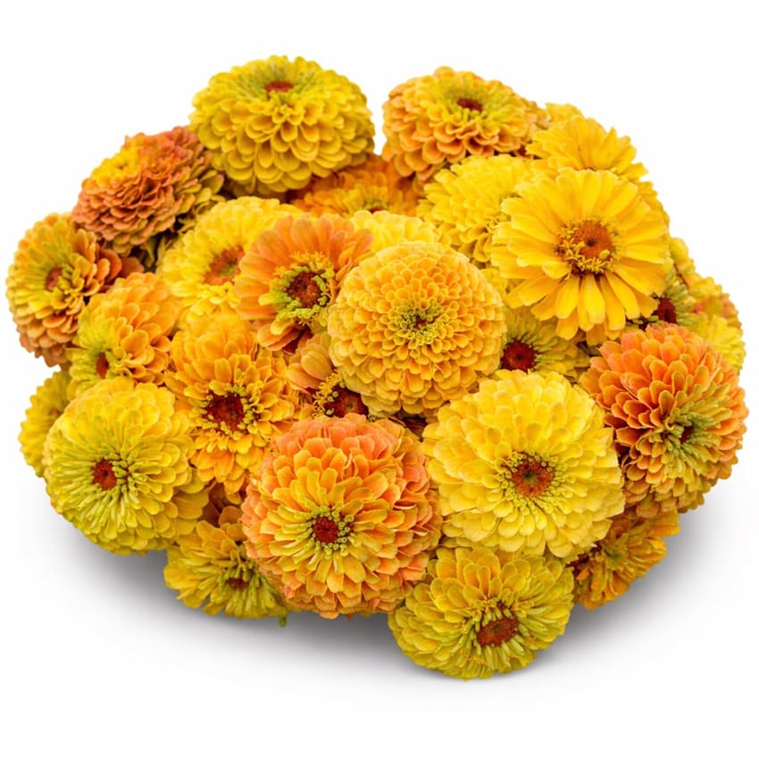 Queeny Lemon Peach Zinnia Seeds | Baker Creek Heirloom Seeds