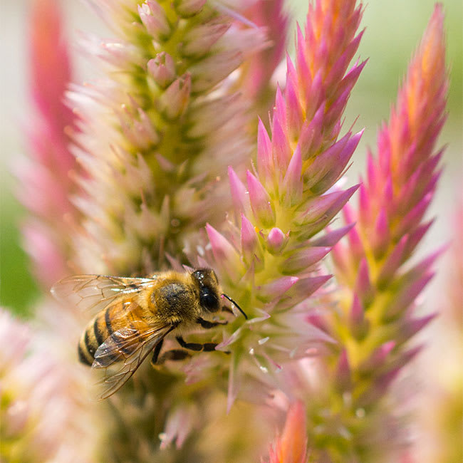 Bumble bee on a Celosia Flower