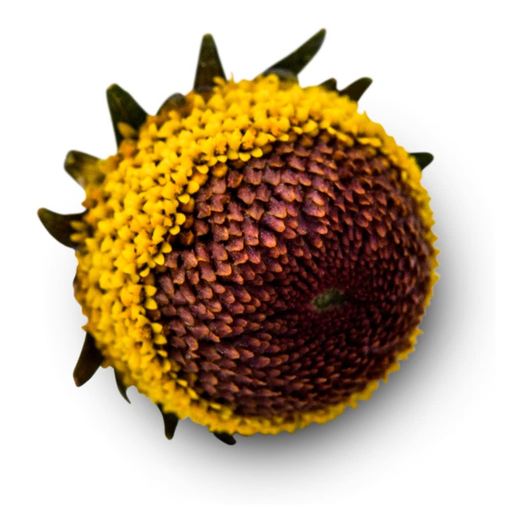 Bullseye Toothache Plant Seeds | Baker Creek Seeds