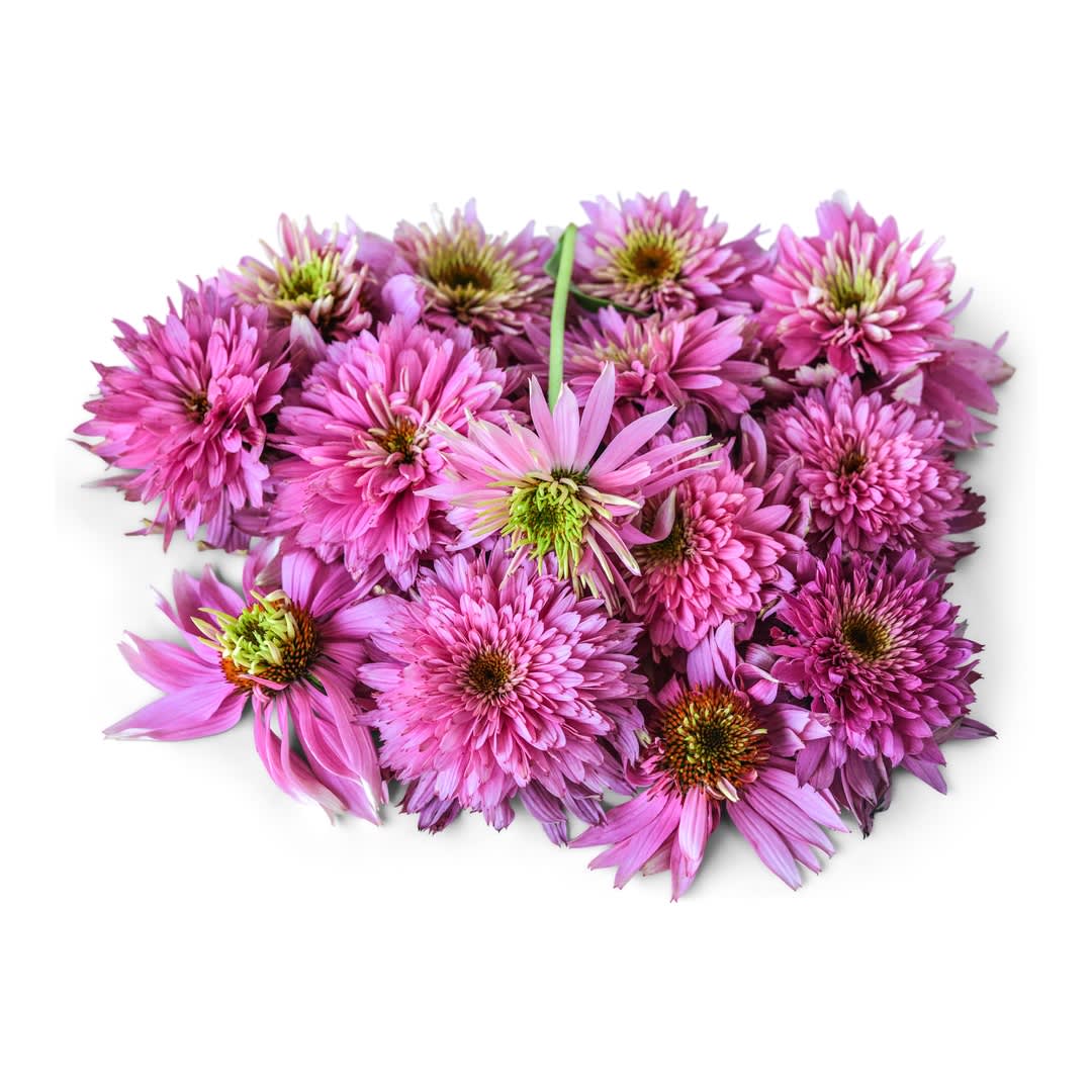 HB312-Echinacea_Seeds_-