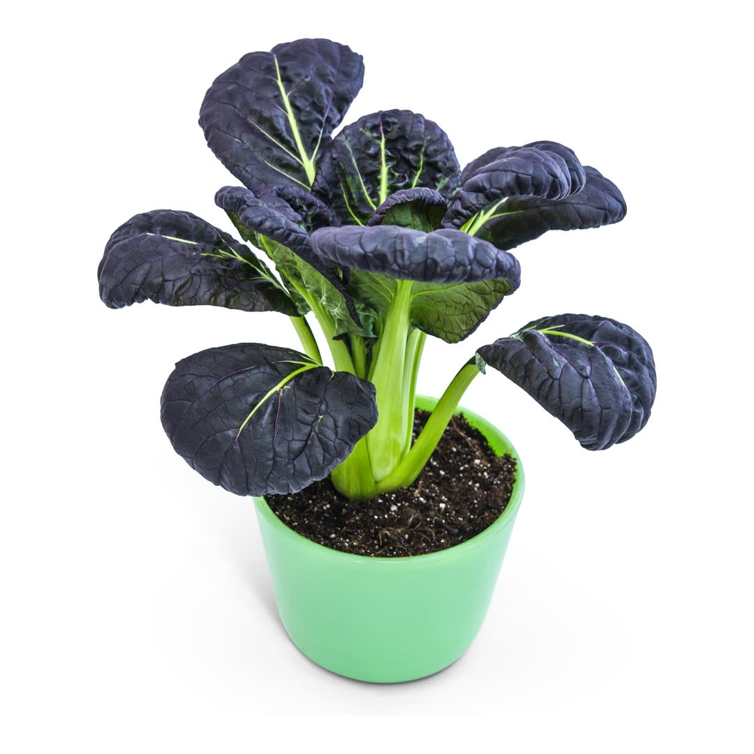 パクチーキング Purple Lady Bok Choy Seeds | Baker Creek Heirloom Seeds