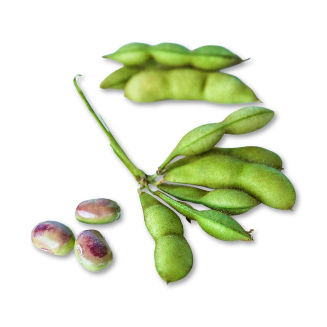 Soybean_Tankuro_omcmp4.jpg?_i=AB