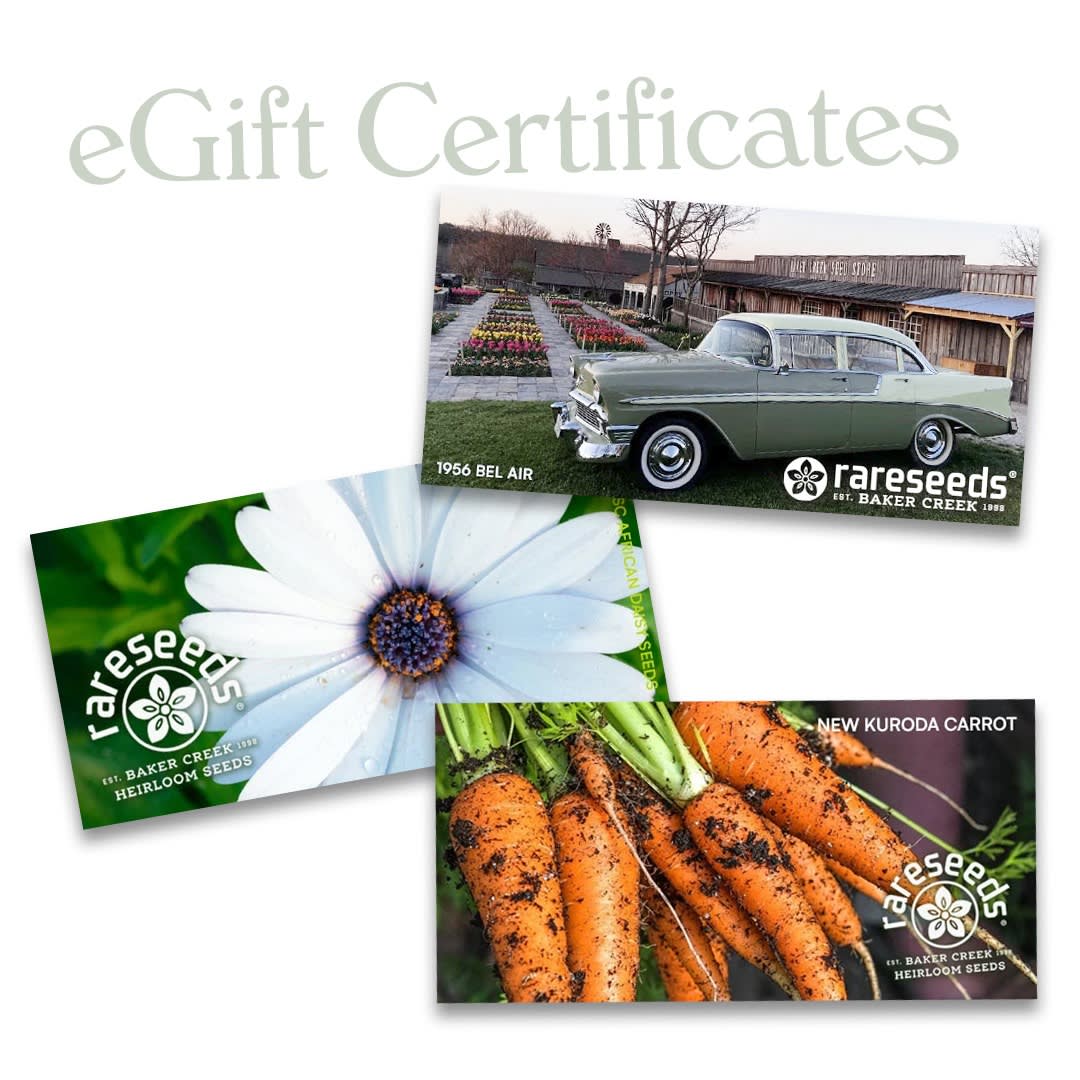 Electronic Gift Certificate Electronic Gift Certificate