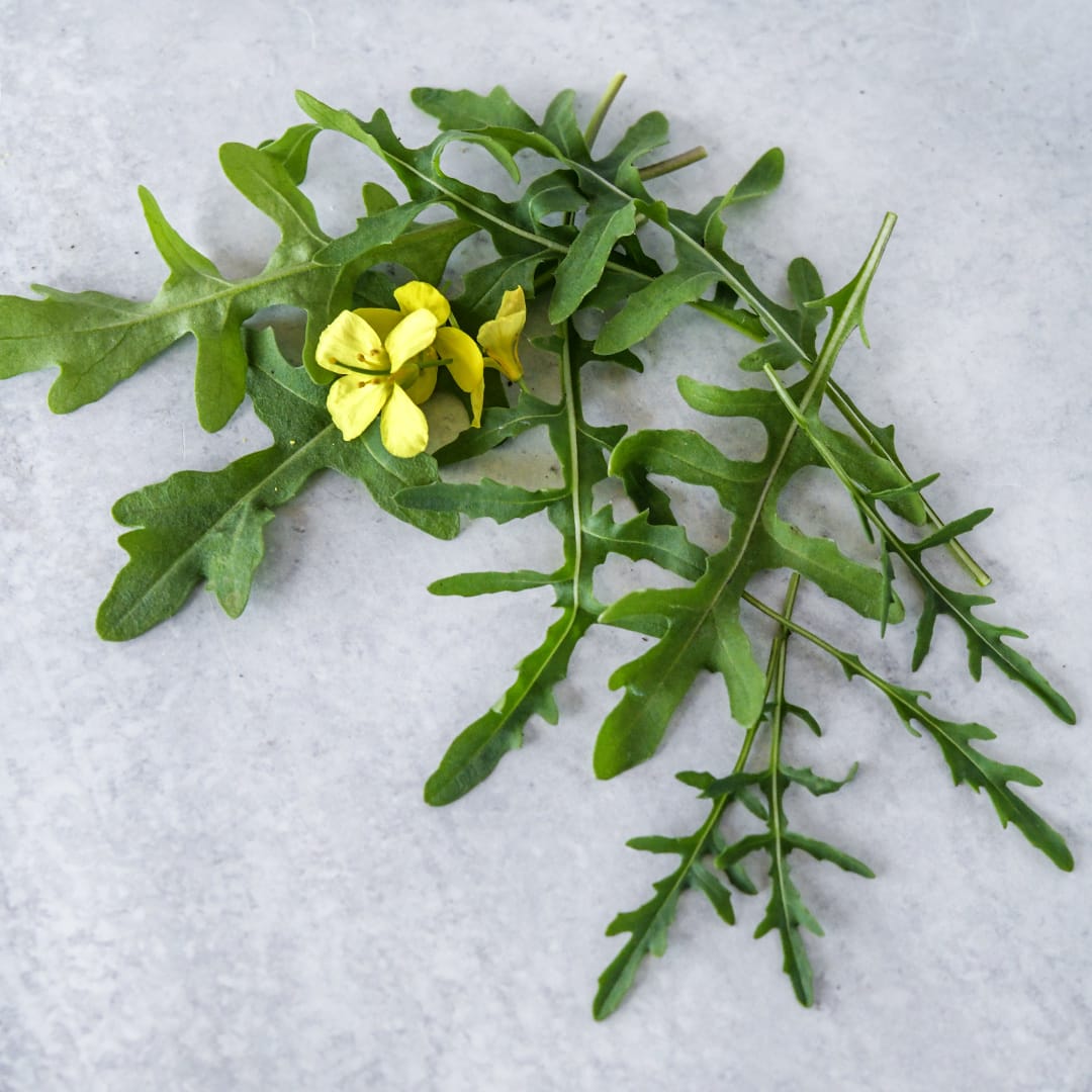 Wild Rocket Arugula Seeds | Baker Creek Heirloom Seeds