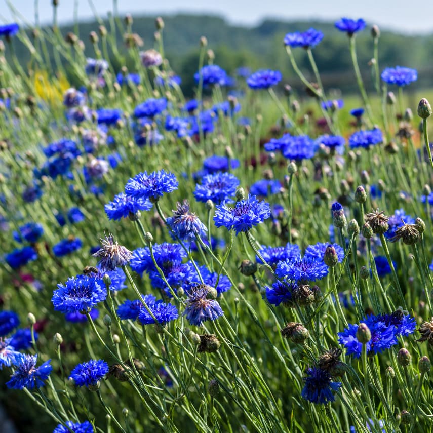 Blue Boy Bachelor's Button Seeds | RareSeeds