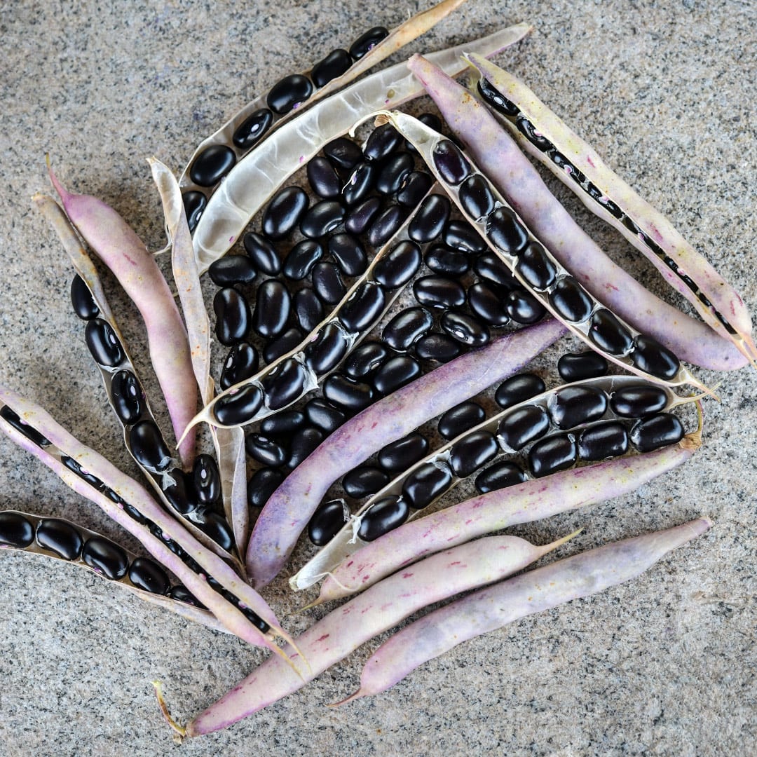 Black Turtle Bean Seeds | Baker Creek Heirloom Seeds