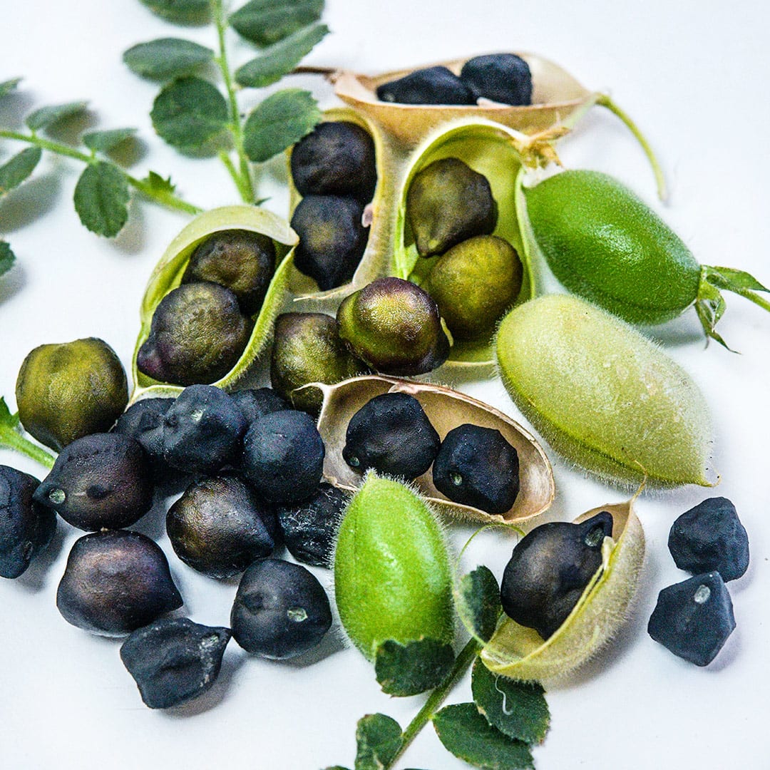 Garbanzo Bean Seeds, Kabouli Black