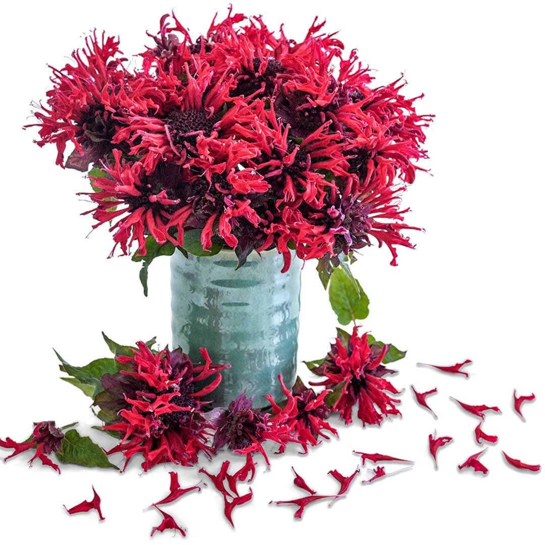 アクセサリー Scarlet Red Bloom Basil Big Bell アクセサリー Scarlet Red Bloom Basil Big Bell Basil Bloom