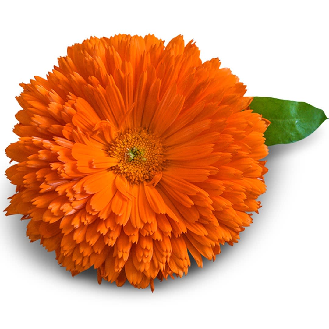 calendula_orange_king.jpg?_i=AB