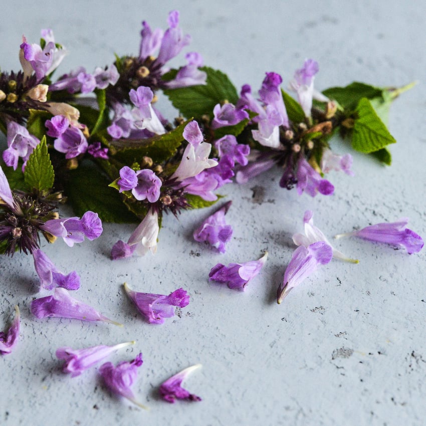 Pink Panther Catmint Seeds | Baker Creek Heirloom Seeds