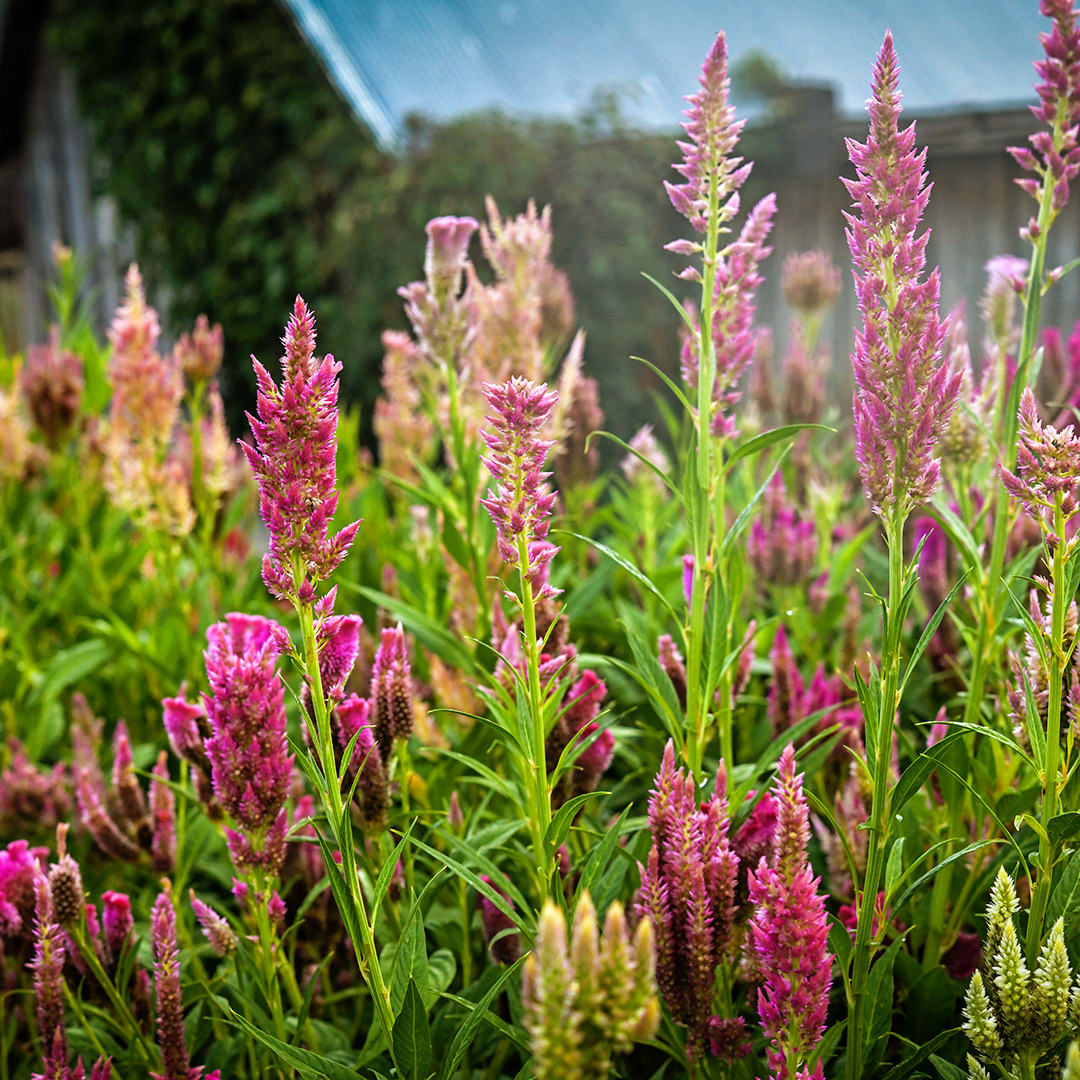 Rainbow Sherbet Mix Celosia Seeds | Baker Creek Seeds