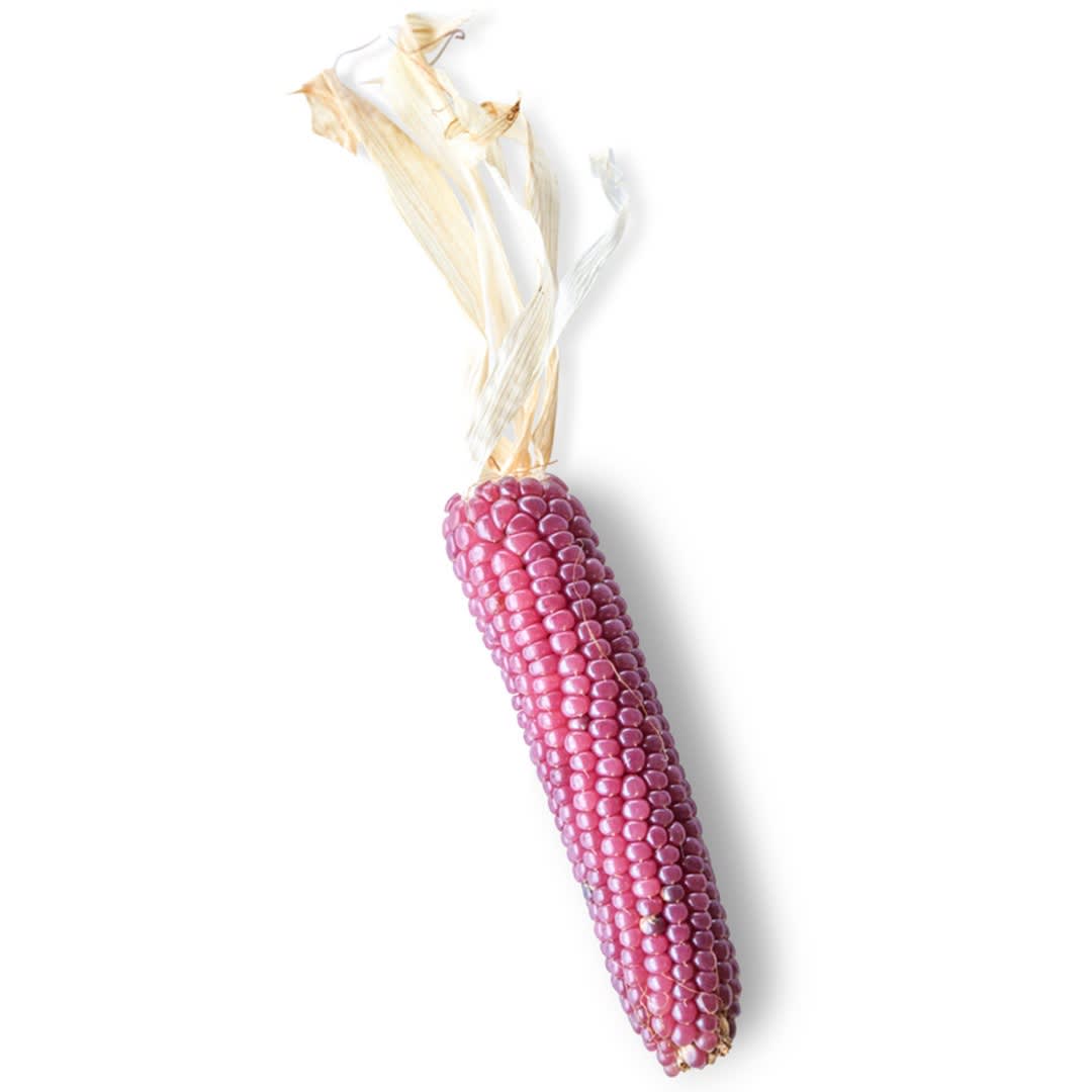 Mini Pink Popcorn Seeds | Baker Creek Heirloom Seeds