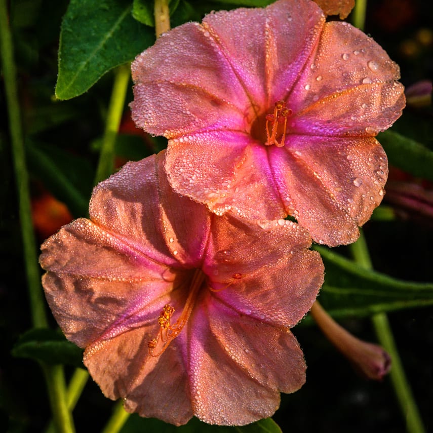 Salmon Sunset Four O'Clocks | Baker Creek Heirloom Seeds