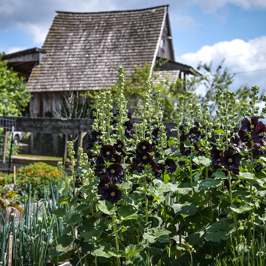 Jet Black Hollyhock Seeds | Baker Creek Seeds