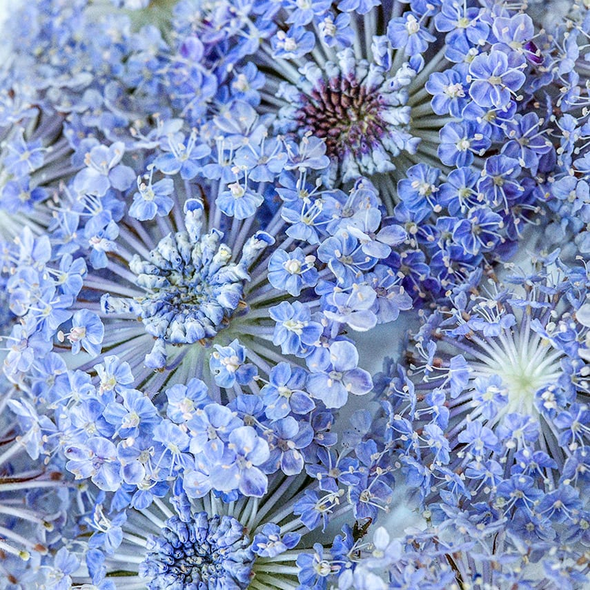 Blue Lace Flower Seeds | Baker Creek Heirloom Seeds