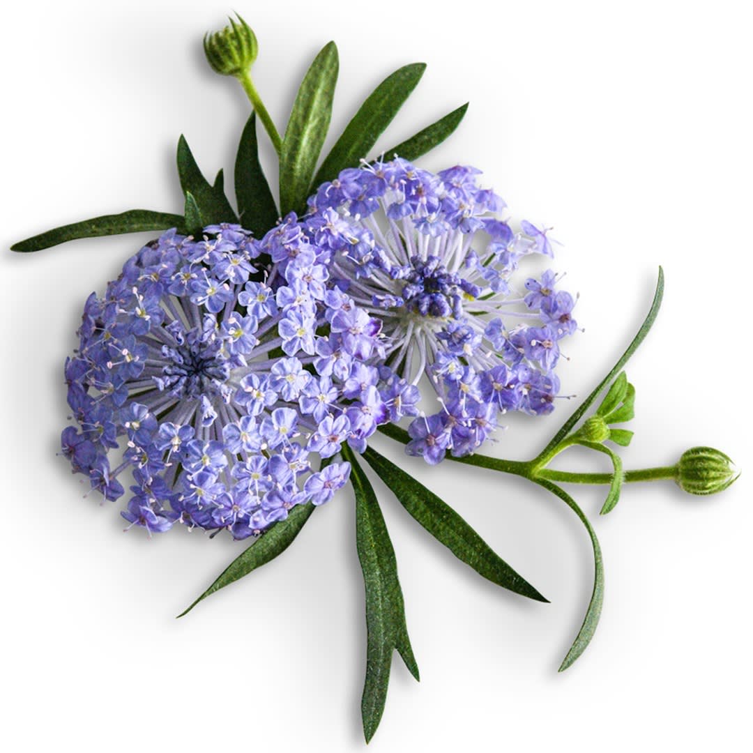 【N.574】ハンドメイド　キーチェーン 紫陽花　レースフラワー　青 Blue Lace Flower Seeds | Baker Creek Heirloom Seeds