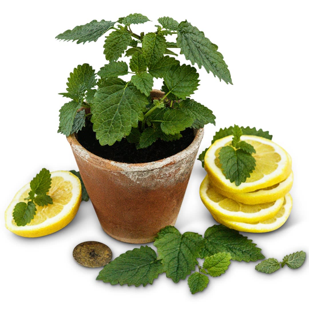 pot plant outdoor Patio Planter