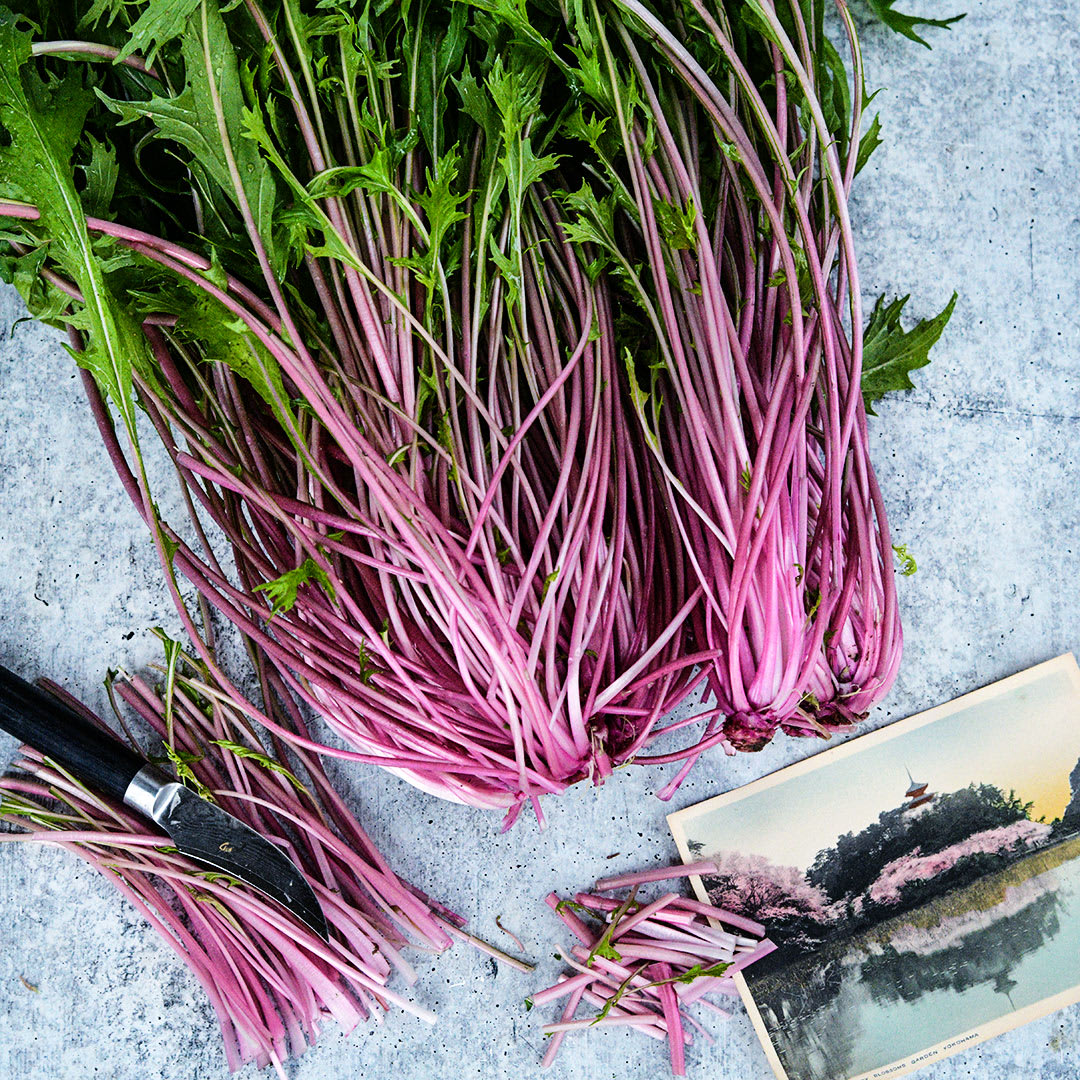 Pinky Pop Mizuna Seeds | Baker Creek Heirloom Seeds