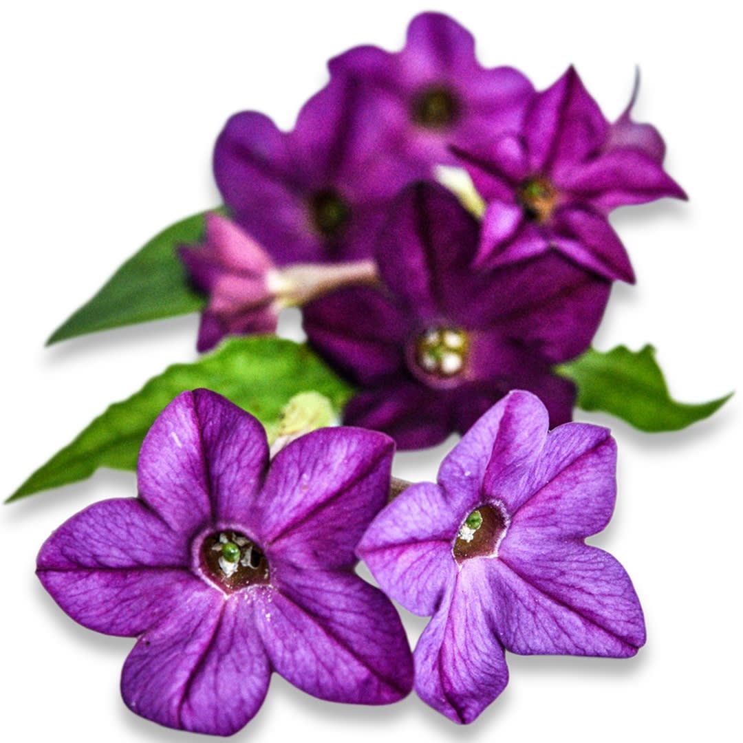 purple tobacco flower Nicotiana Seeds, Purple Perfume