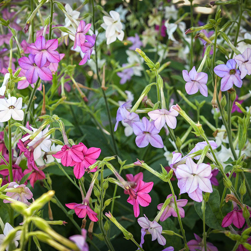 purple tobacco plant Nicotiana Seeds, Scentsation Mix