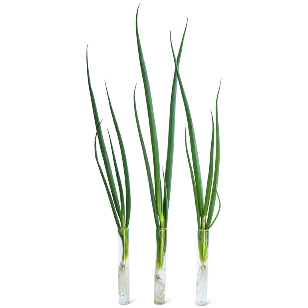 おにおん Ishikura Bunching Onion Seeds | Baker Creek Heirloom Seeds