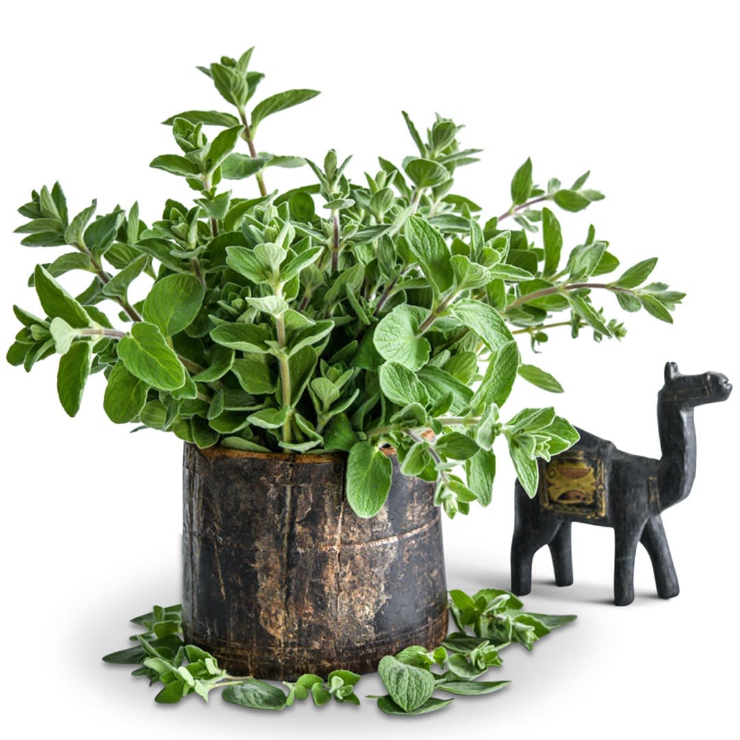 Wild Zaatar Oregano Seeds | RareSeeds