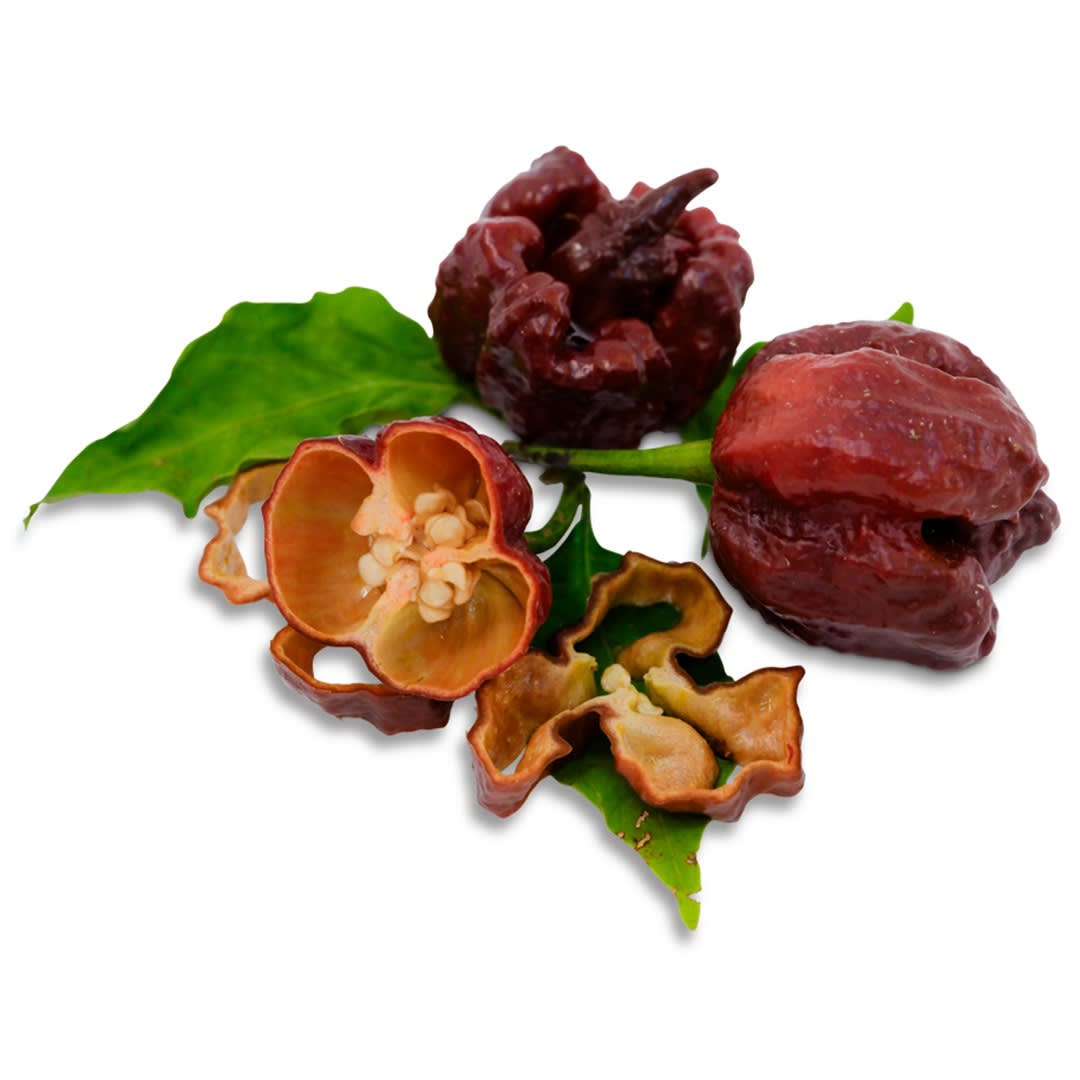 Chocolate 7 Pot Hot Pepper Seeds | Heirloom Non-GMO | Baker Creek