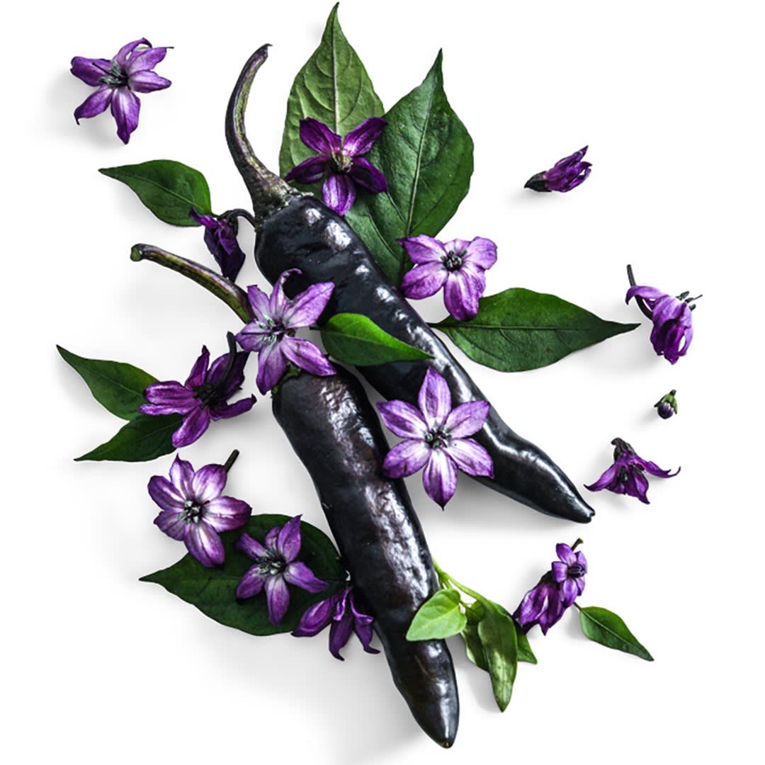 Murasaki Purple Pepper Seeds | Baker Creek Heirloom Seeds